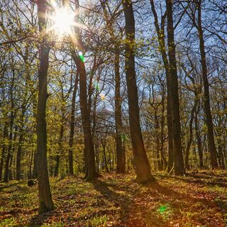 Lichtdurchfluteter Eichenwald im Nationalpark Eifel
