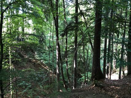wildromantischer Waldweg