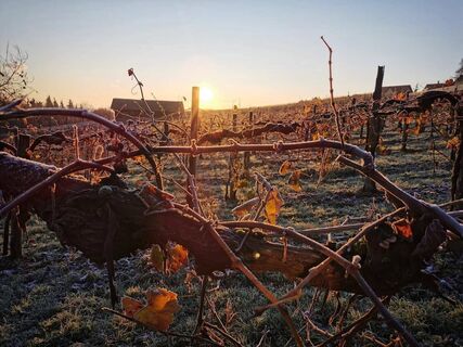 Sonnenaufgang im Weingarten