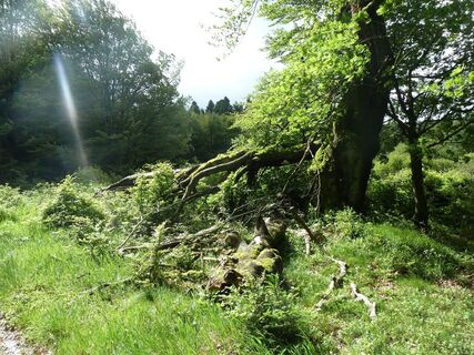 Zemljevid
