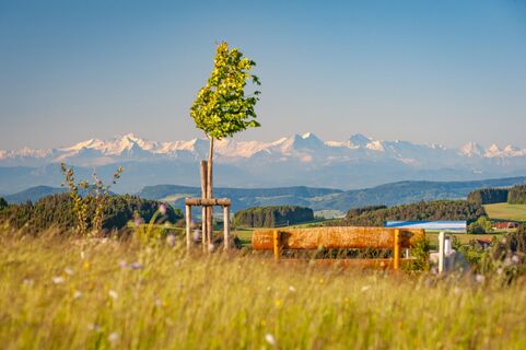 Alpenpanoramabänkle auf dem Bühl