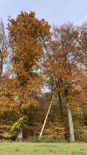 Fotografija s spletne strani outdoor_rue na poti
