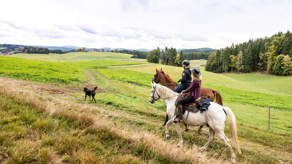 Wanderreiten im Pferdereich Mühlviertler Alm
