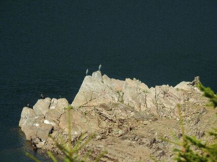 Kormorane und Graureiher am Stausee