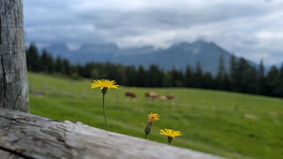 Fotografia z Klaus Lehner na trase