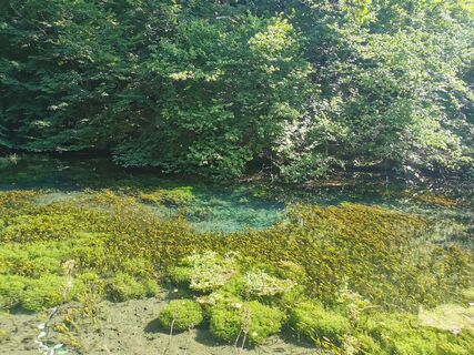 Die Almequellen bei Brilon Alme - Sauerland-Waldroute