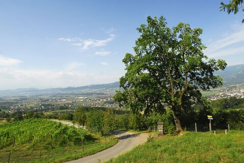 Wolfsberg Weinwanderweg 2- Weingarten beim Lenzbauer
