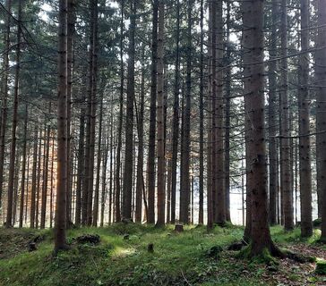 Wald Hilaribergl