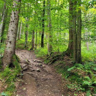Weg Richtung Almkogel