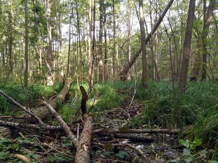 Erlenbruchwald im Naturschutz- &amp; Naherholungsgebiet Muckenbruch