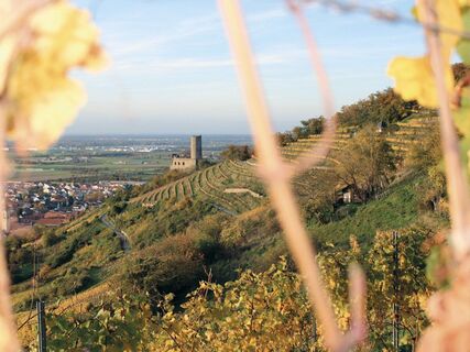 Tourismus Service Bergstrasse Burgensteig Burg Schriesheim Herbst TSB