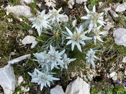 Blüte entlang des Weges CAI 993