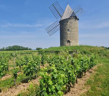 Saint-Aubin-de-Branne_©Office de Tourisme Castillon-Pujols_MS 2023 (7)
