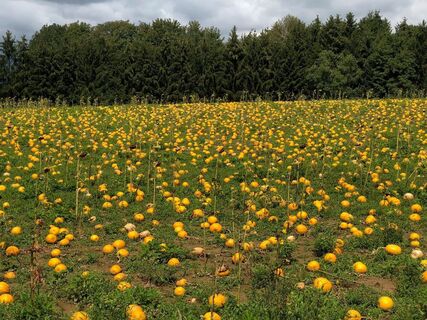 Kürbisfelder säumen den Weg
