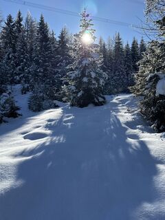 Foto von Grizzli entlang der Tour