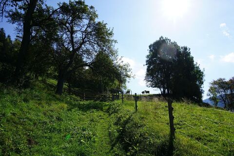 Weiter entlang Wanderweg 25 quert man einige Kuhweiden. Wegverlauf entsprechend Kuhgatter folgen.