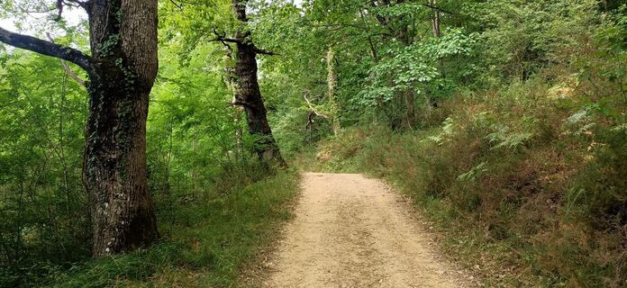 Spektakuläre Wälder