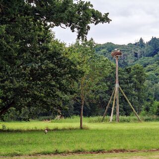 Störche im Naturschutzgebiet Auloch