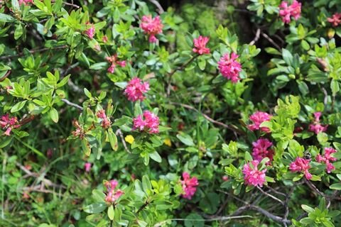 Almrauschblüte am Weg zum See