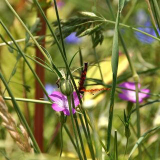 Wildblumen