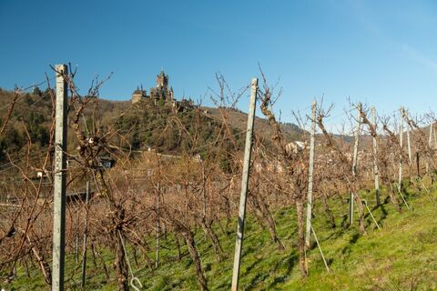 Auf dem Moselsteig bei Cochem