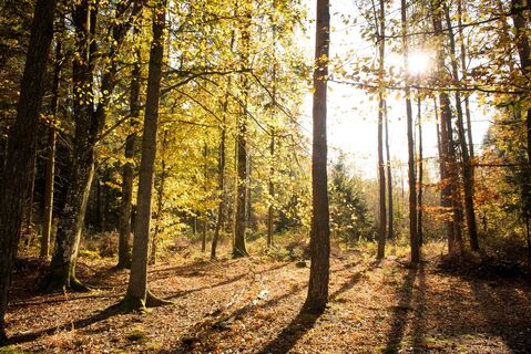 Goldene Sonnenstrahlen im Wald