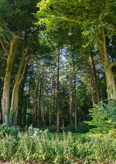 Der Landeswald Hinzel - einer der größten Wälder zwischen Elbe und Weser