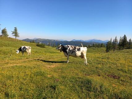 Morgen auf dem Alm