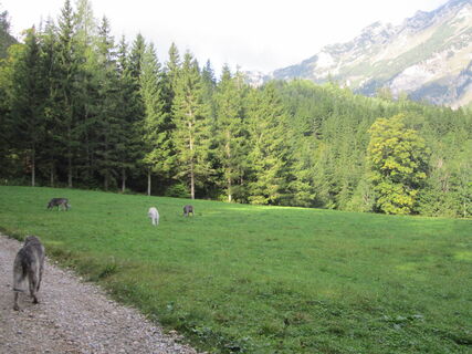 Auch den Vierbeinern gefällt diese Wanderung
