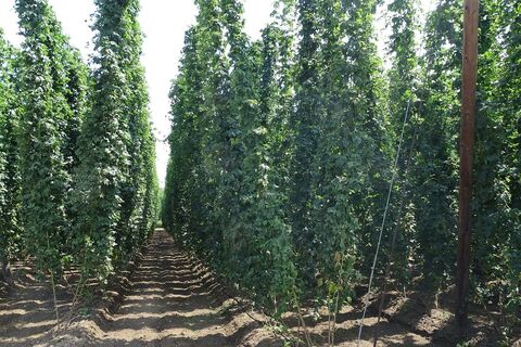 Wege zum flüssigen Gold