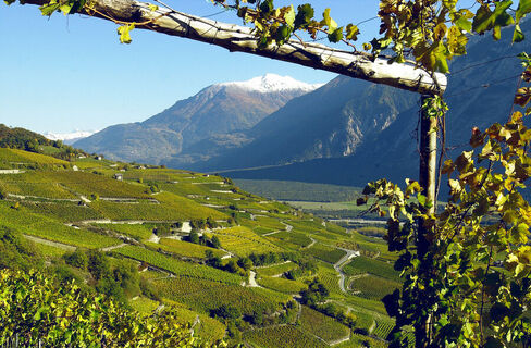Weinberge von Salgesch mit Blick auf den Pfynwald
