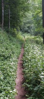 Im Wald nach Neckarzimmern