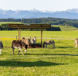 Panoramaaussicht beim Eselhof Allinger in Eschers