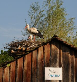 Junges Storchenpaar im Nabu-Artenschutzzentrum in Leiferde in der Südheide Gifhorn