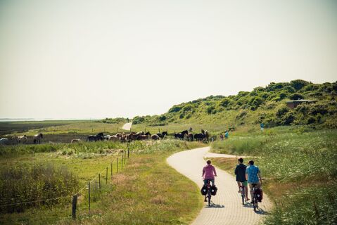 Fahrradfahrer-Pferde-Juist.jpg