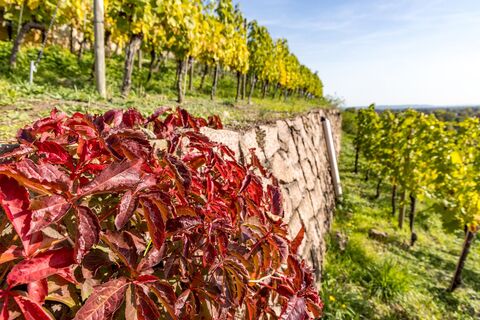 Weinwandern in Radebeul