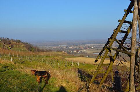 Jakobsweg Impression