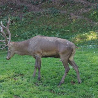 Rotwildgehege Hirsau