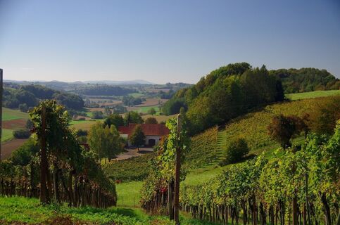 Weingärten prägen die Region
