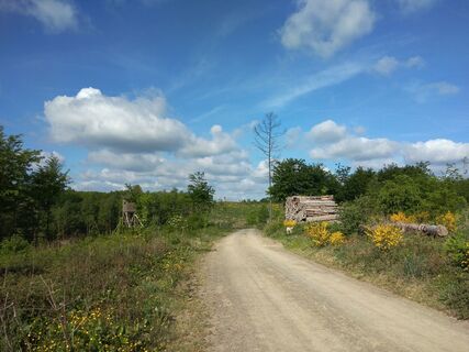 Ameisenweg vor Mausbach