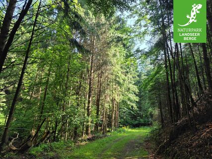 Eine flache Straße für durch den Hochwald.