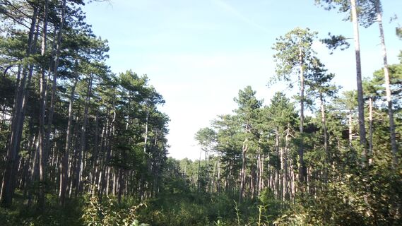 Wienerwald