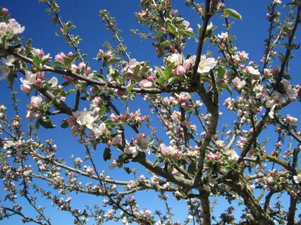 obstbluete