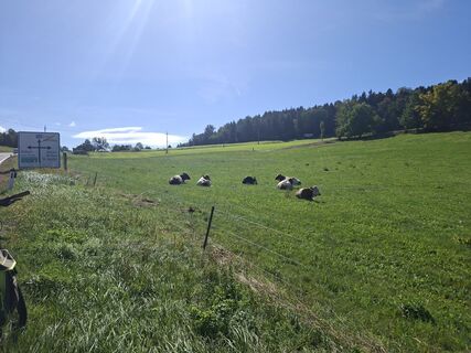 Foto von Der Mangoschäler entlang der Tour