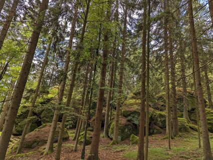 Fotografia z Ziegler Em1304 na trase