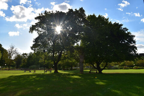 kurpark-bad-zurzach-baum-mit-sonne
