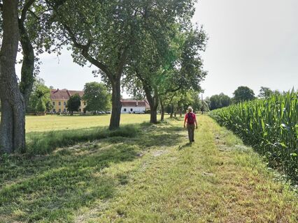 Baumallee vor der Maierhofermühle