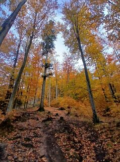 Fotografia z Daniel Kremiec na trase