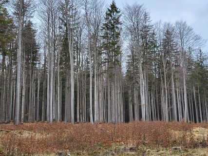 Fotografia z Igor napast na trase
