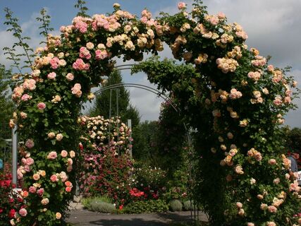 Rosarium Sangerhausen